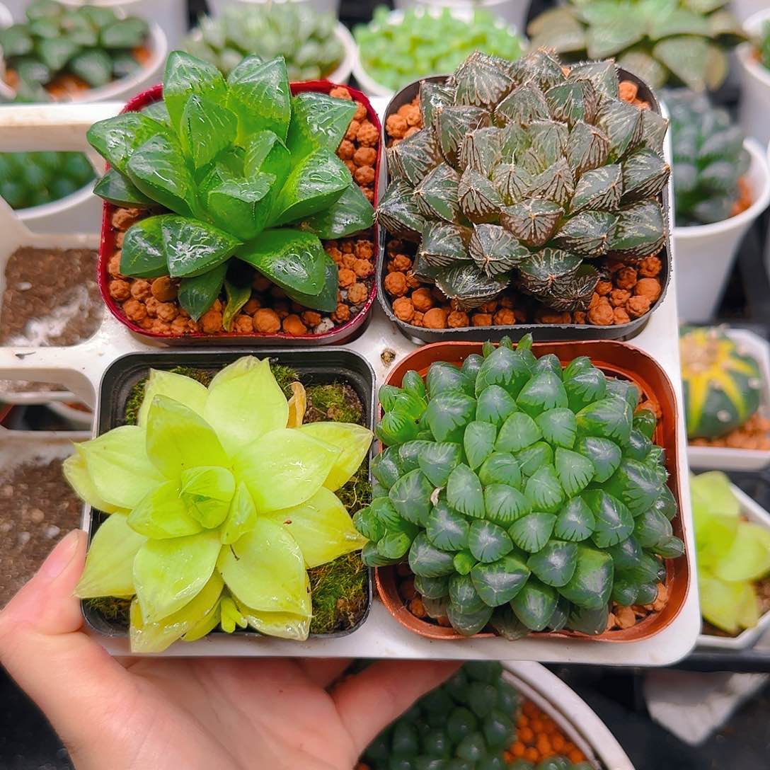 黄金玉露，冰灯，姬寿，楼兰