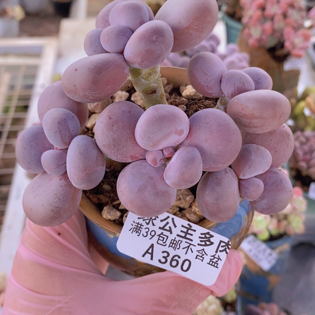 芭比奶洛7cm360多肉植物