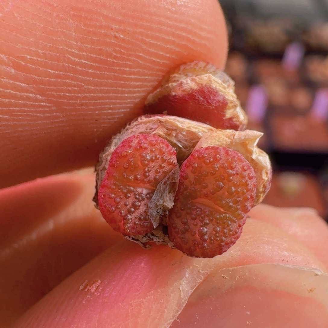 云缦精品番杏4.38恶魔之眼杂交