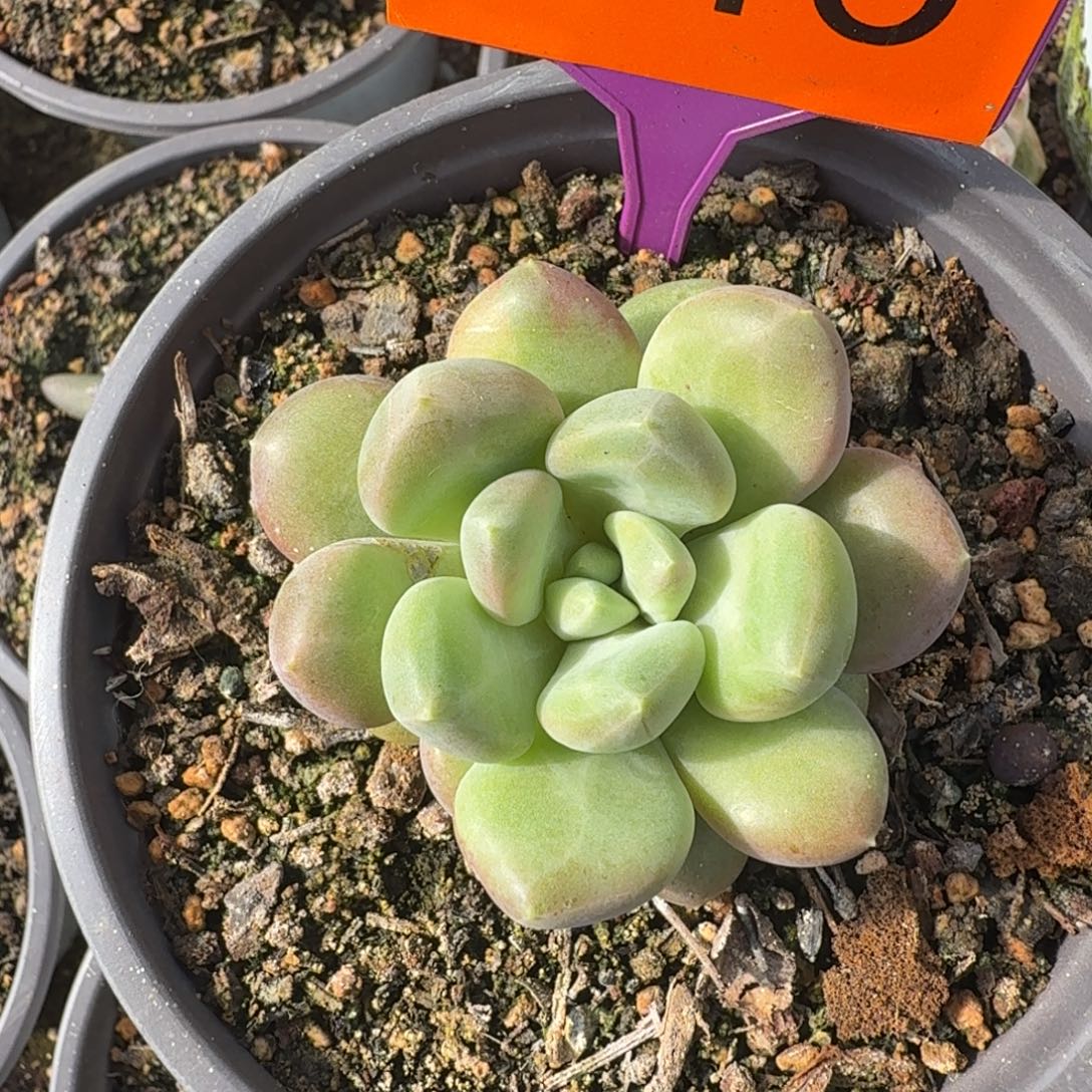 X系多肉植物一物一拍346