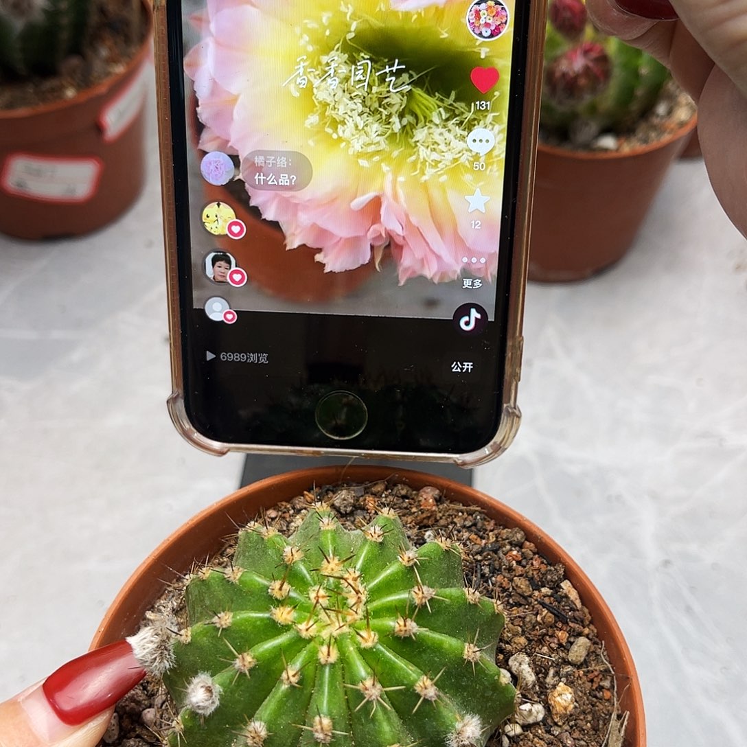 彩草比心6公分左右