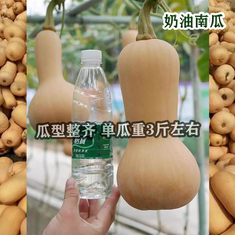 奶油南瓜种籽家庭菜园阳台小南瓜种子新品正宗