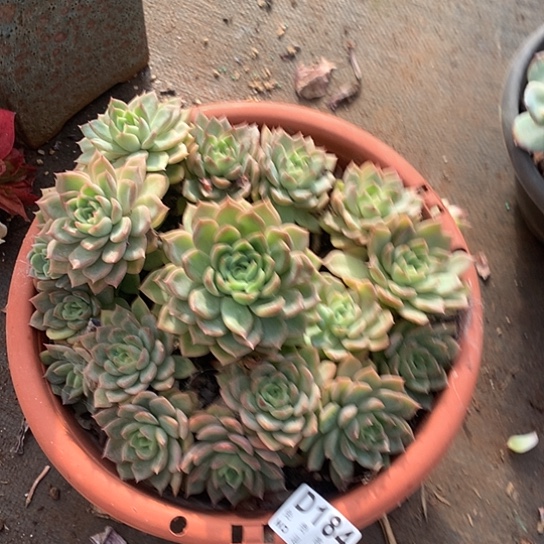 不知名捧花不包损184 亏本处理退款拉黑7-8天发货