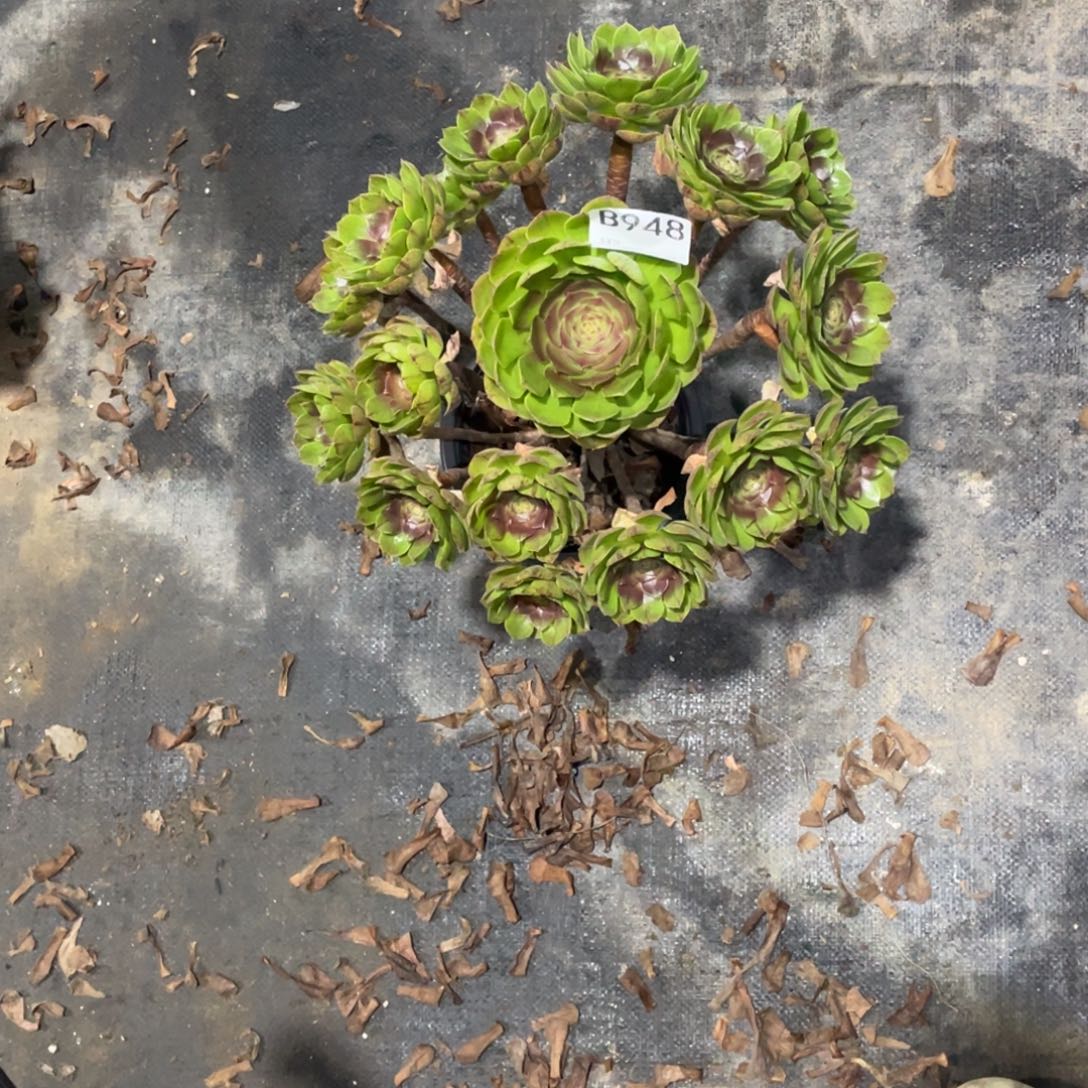 简***6万拉丝法师。    948