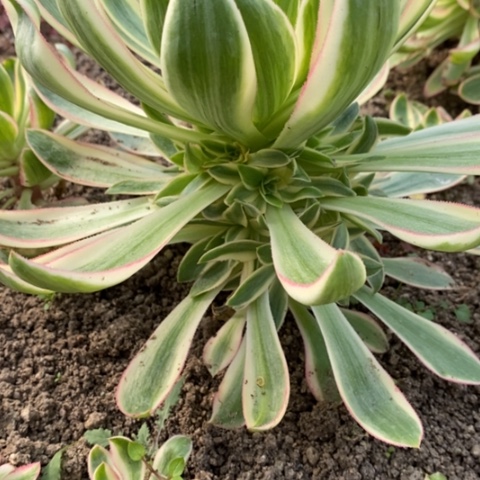 177青莲满25包邮多肉