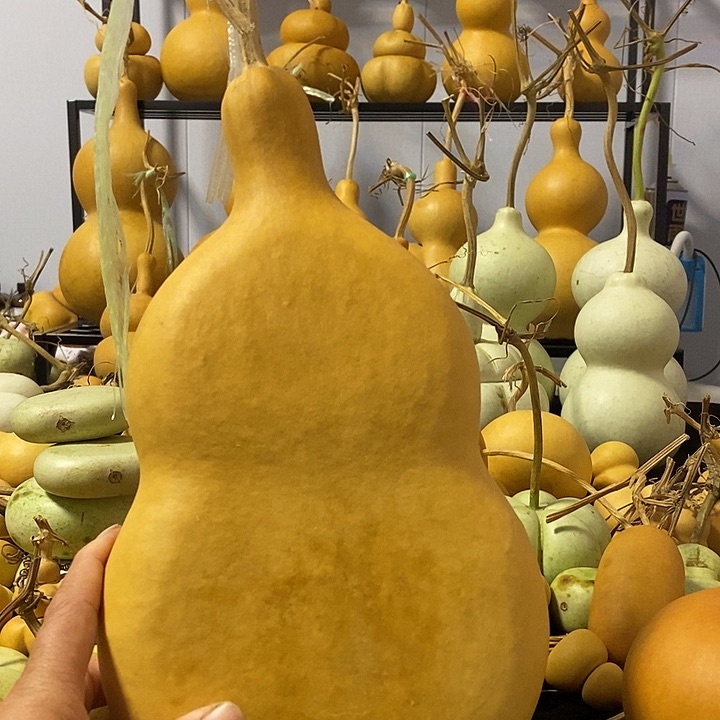葫芦的颜色是蓝色的