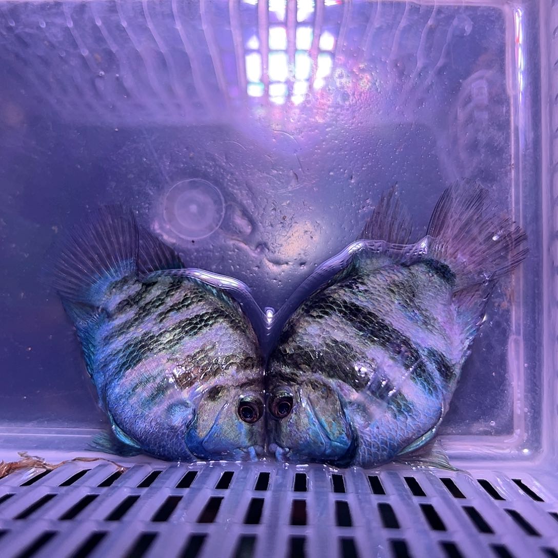 短鲷鱼99号宝蓝一对