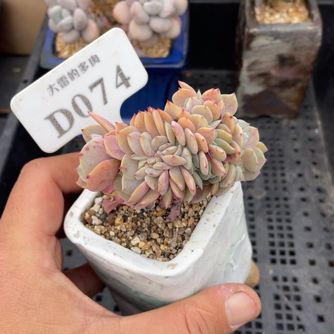 074原始海棠花缀不带盆7厘米