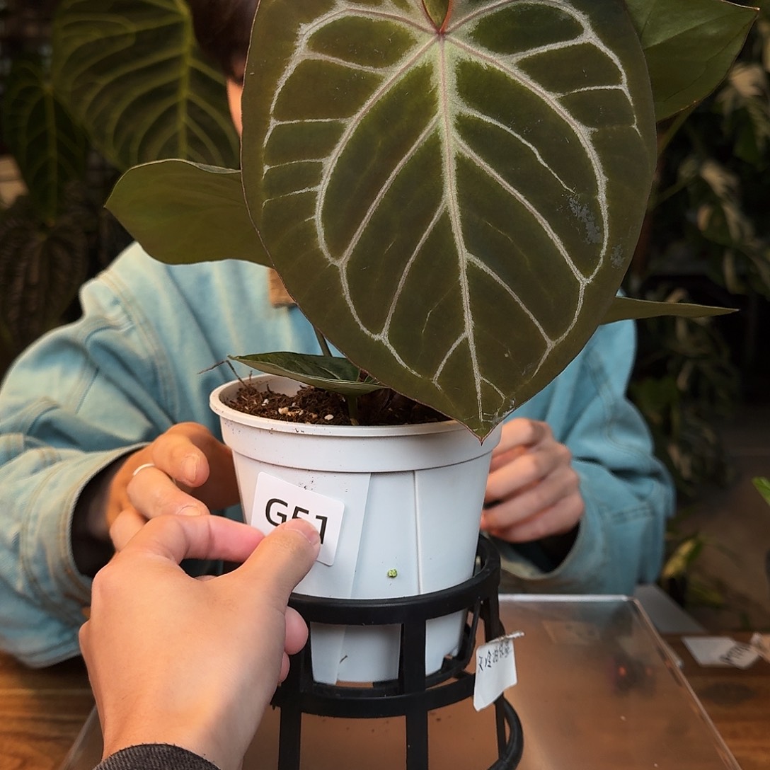 很***a完全开放G51粗脉kos