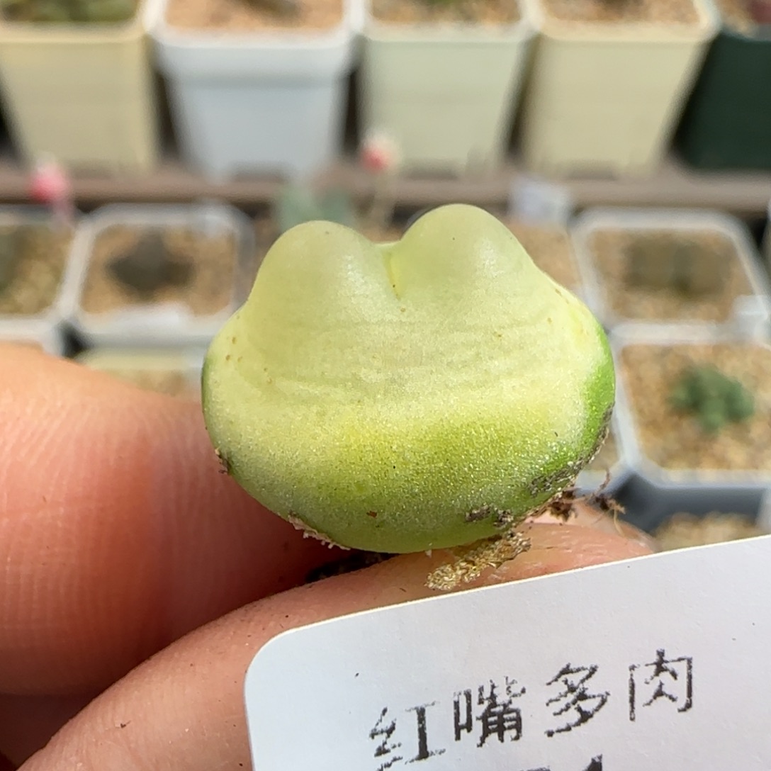 多肉植物四年拉登171号