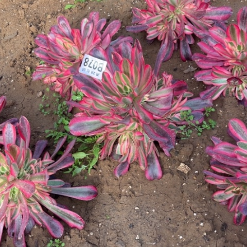 078美杜莎不包断枝