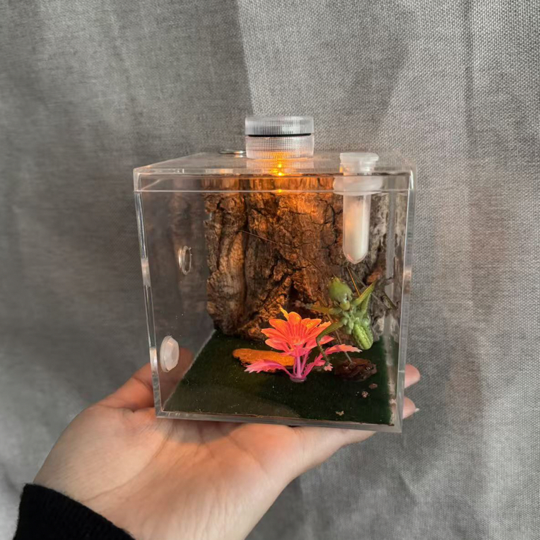 10×10鸣虫生态盒＋绿色蝈蝈（顺丰包邮  偏远地区不包邮）
