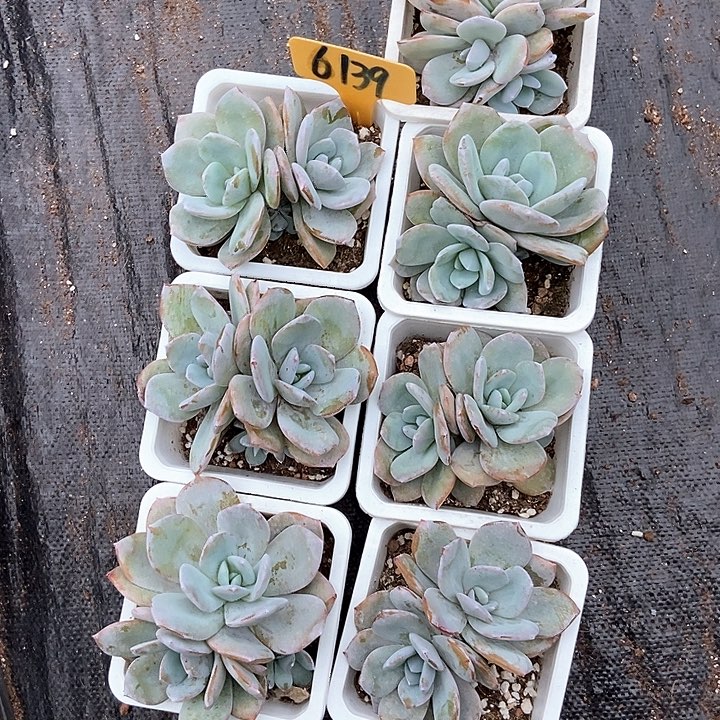 芒****多肉奶茶七个6139多肉植物