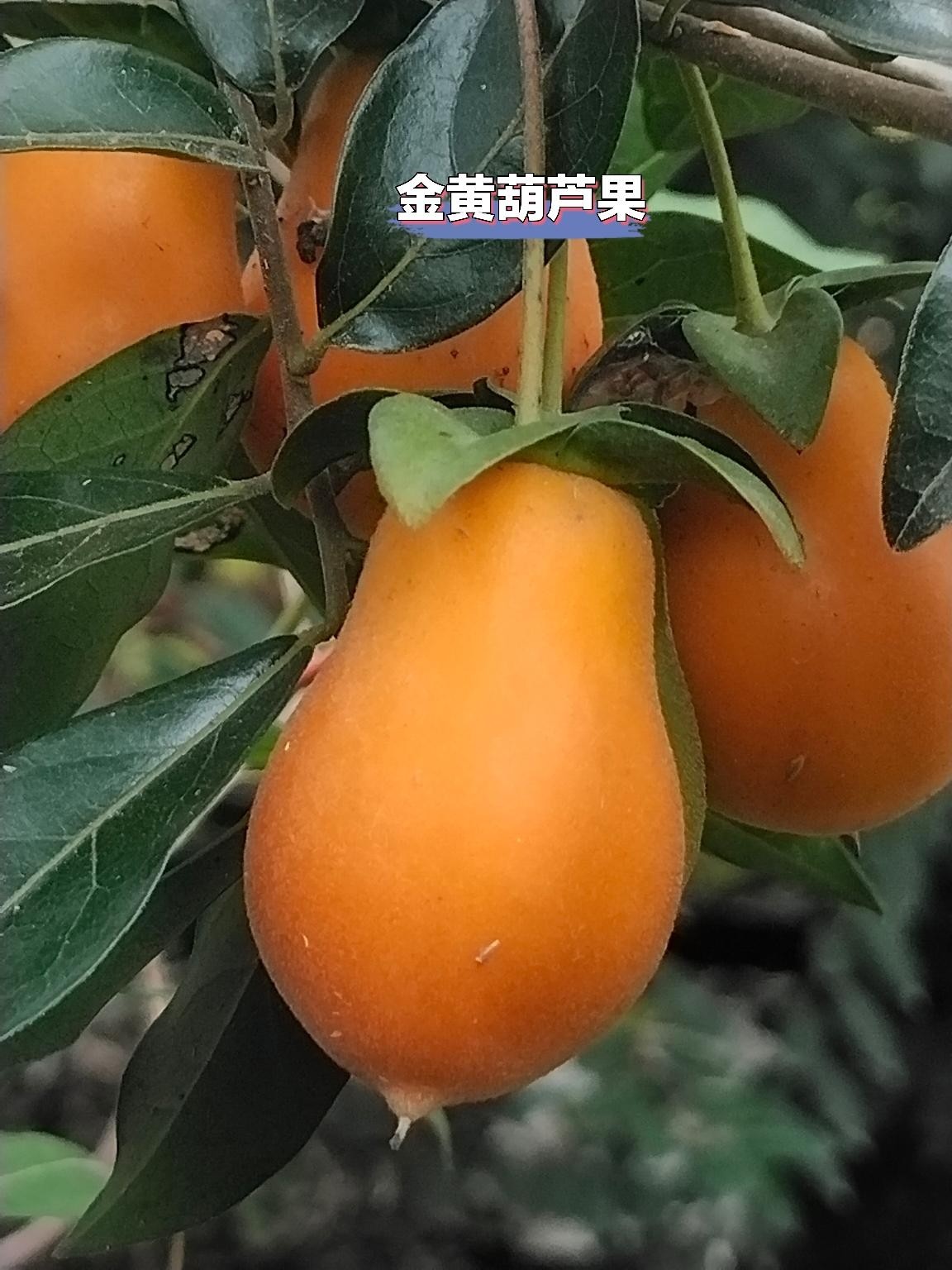 盆栽金弹子树一物一拍