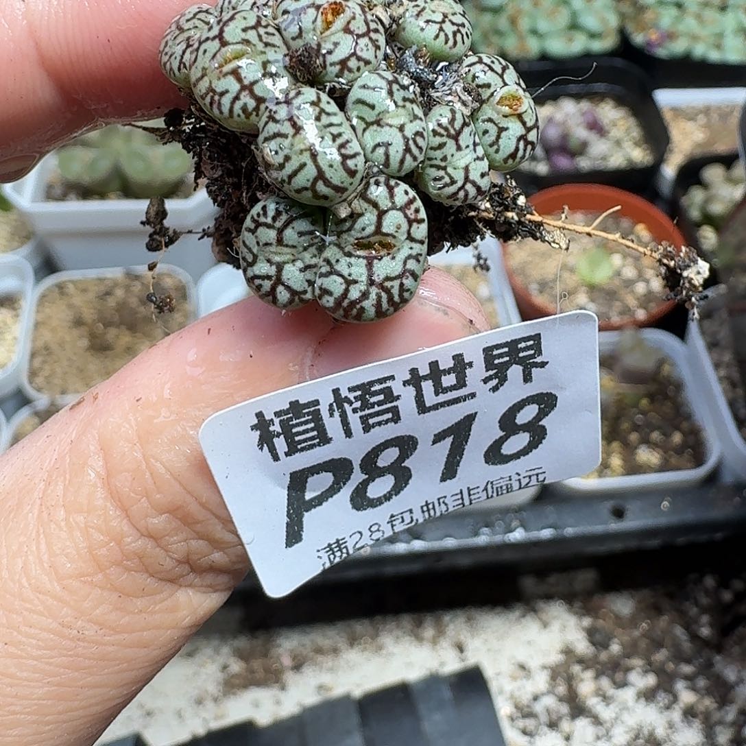 多肉植物的润泽dghb