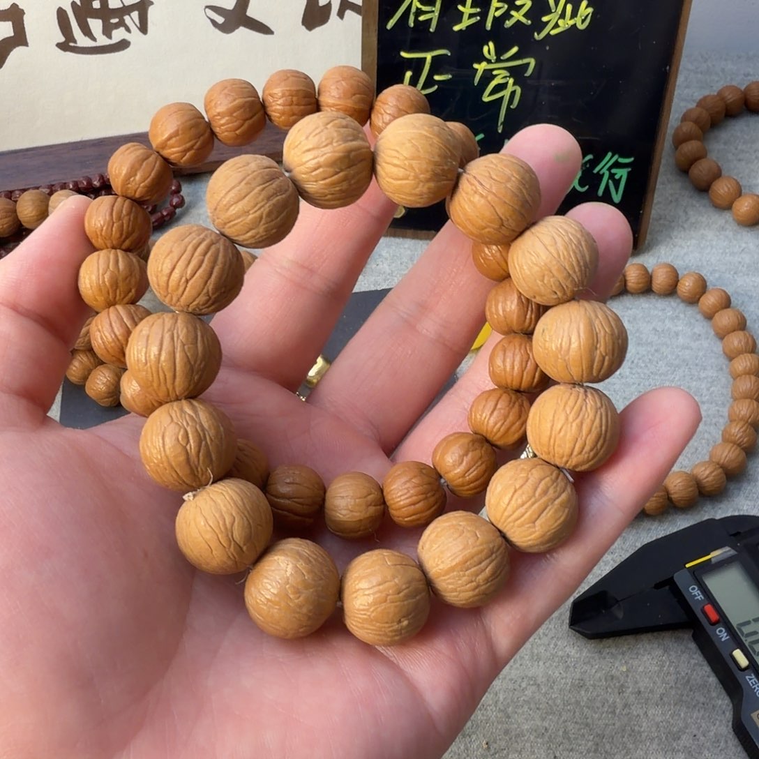 双鳍小南瓜 风羽两条原皮