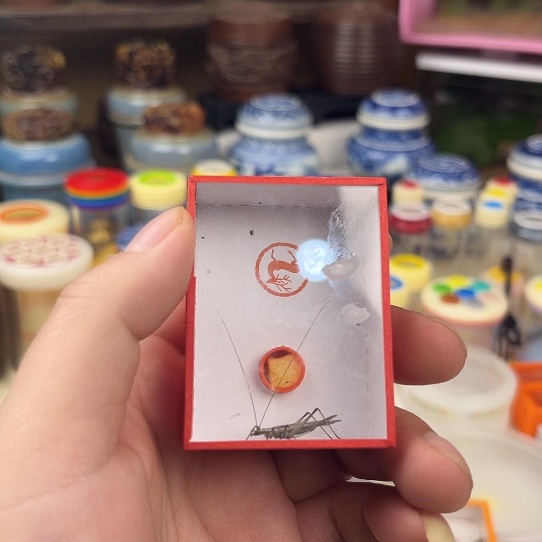 用***2两条精品黑紫竹蛉