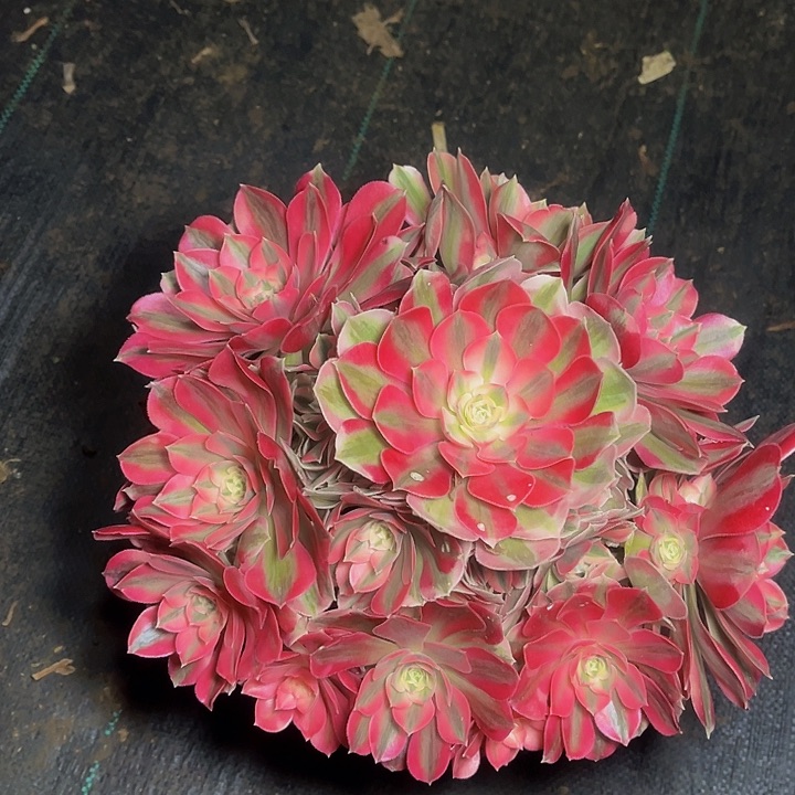 福利 粉女巫粉女巫002