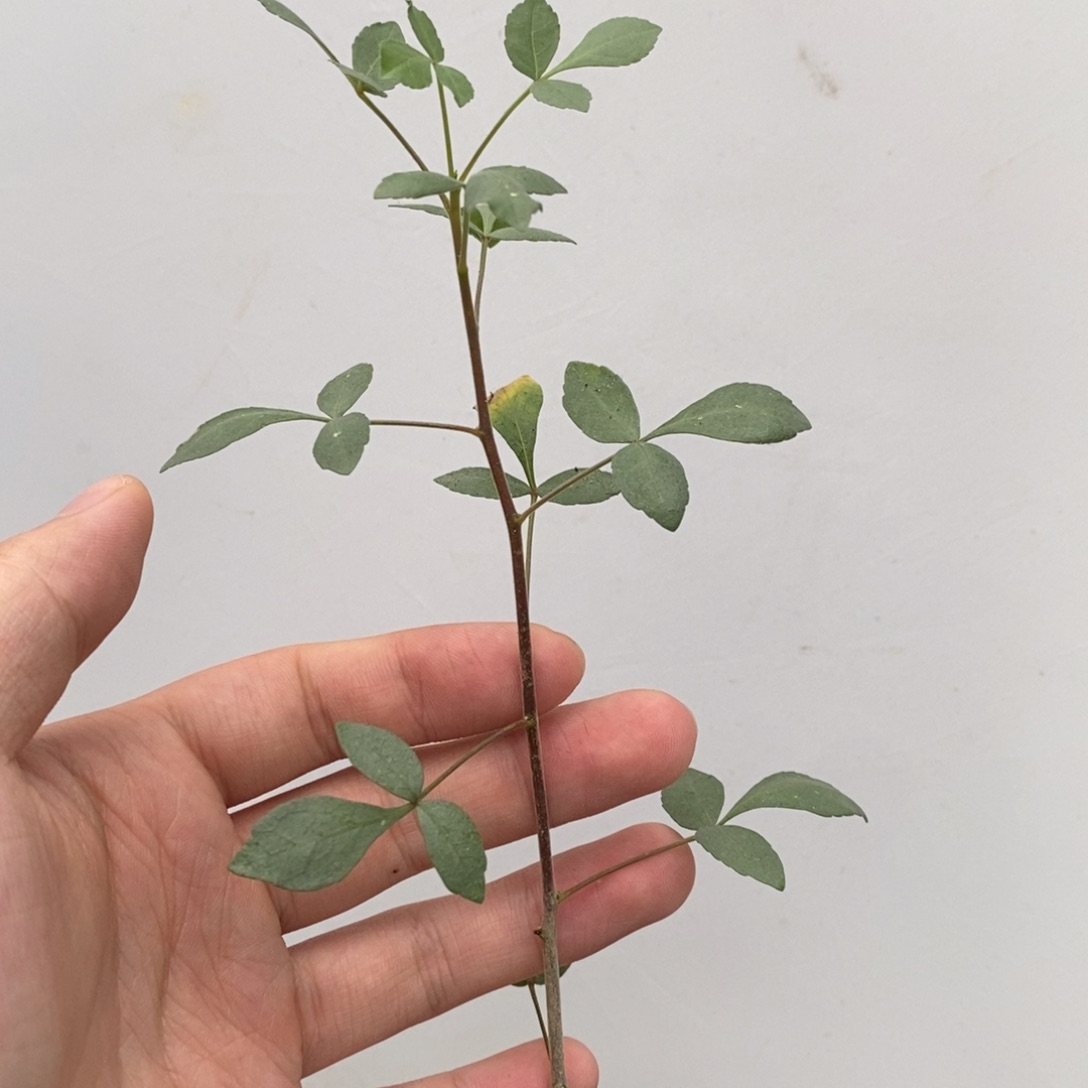 索马里绒叶实生带盆