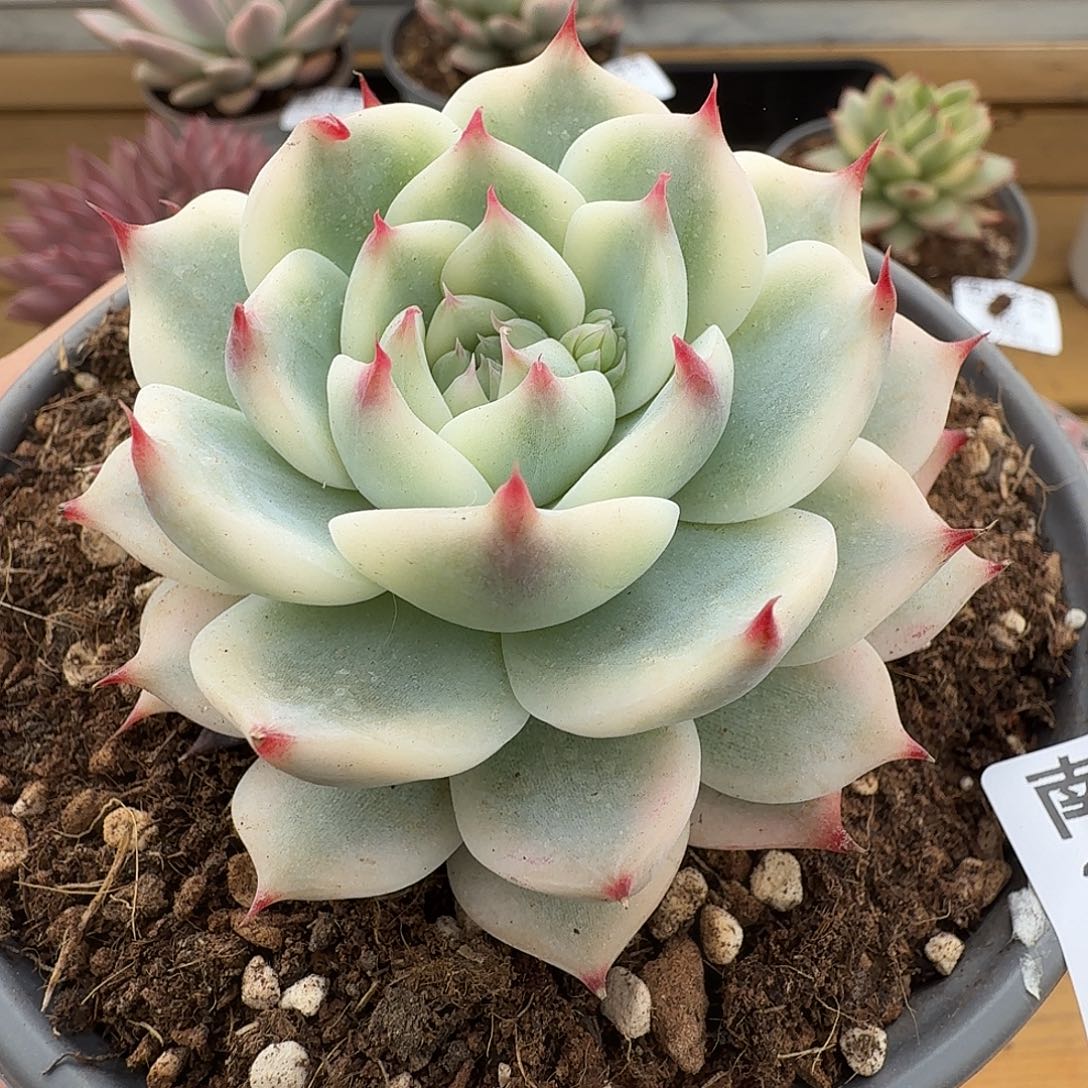 吉娃娃锦111103-110