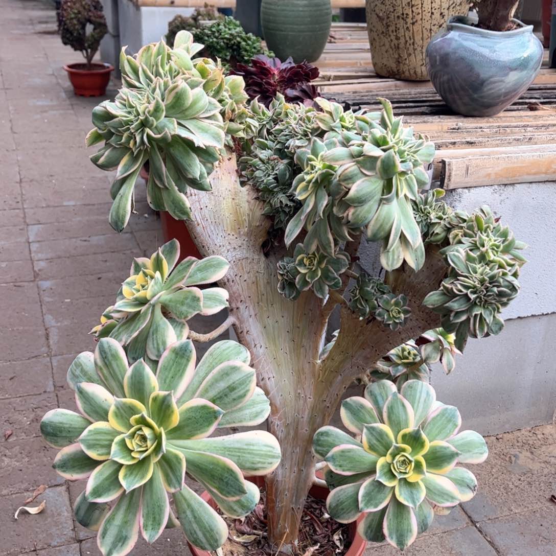 灿烂大妖桩精品福利