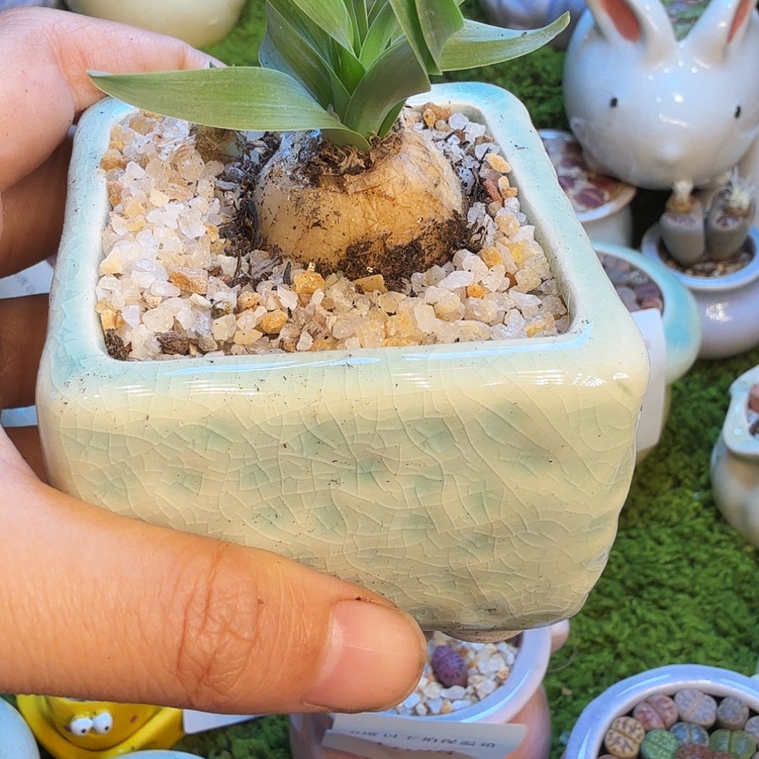 恩***惜多肉植物福利款冲1069