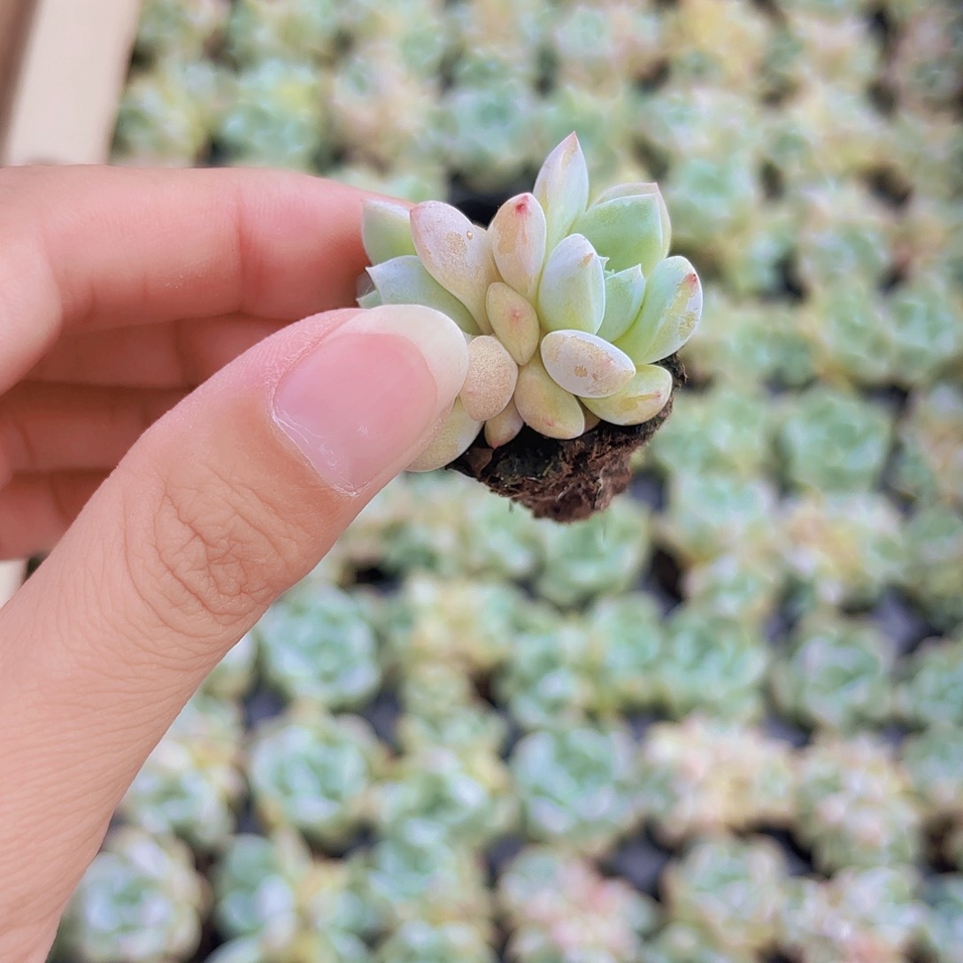 小穴苗厚梦2米2颗