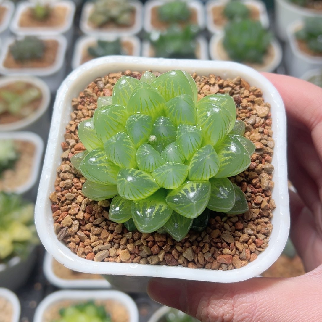 雪花玉露玉露多肉