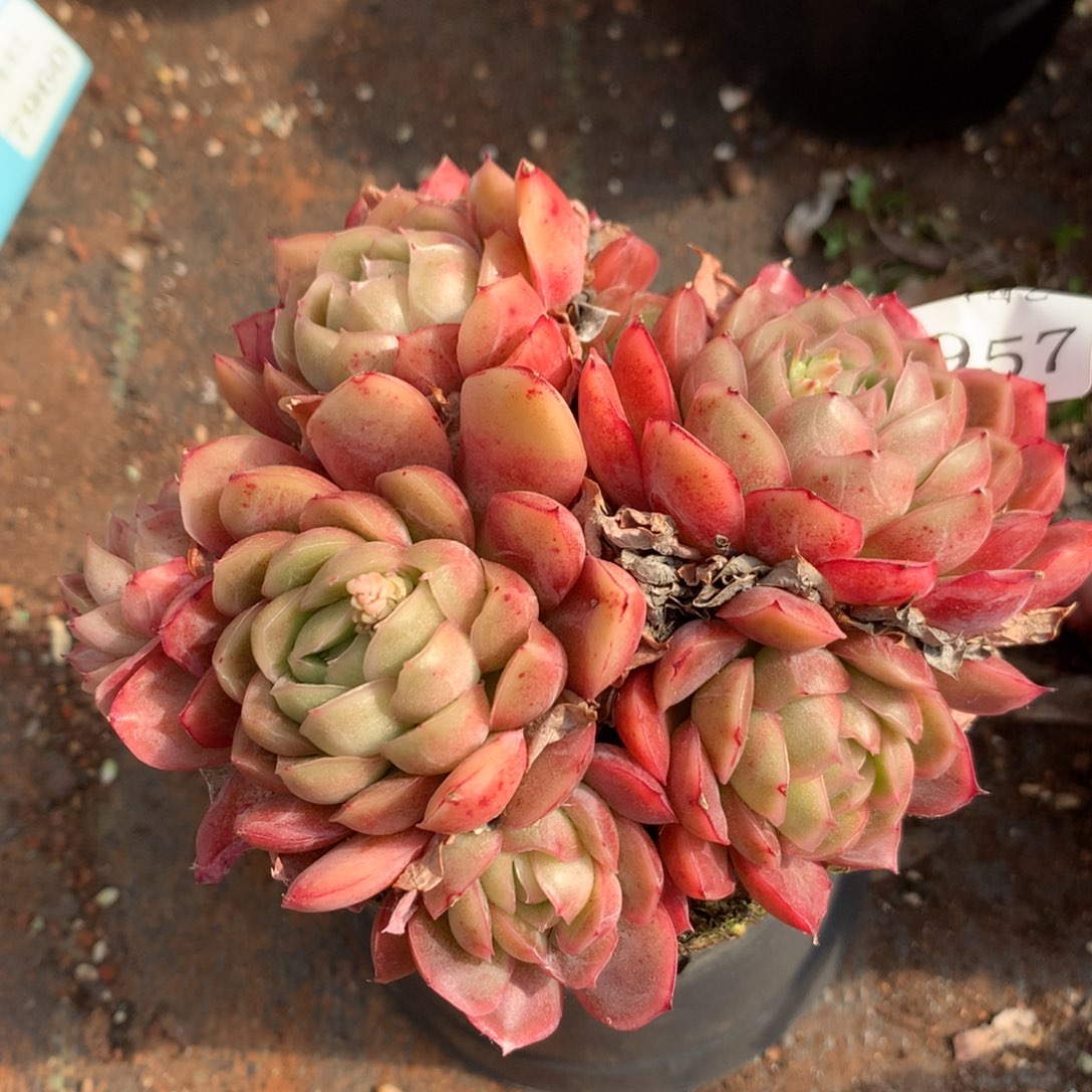 7957杂交多肉老桩