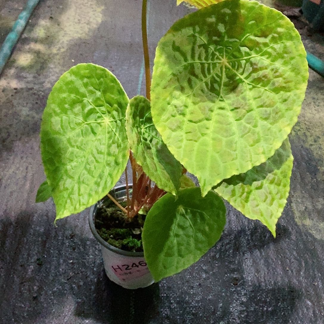 不开花植物名***写秋海棠246