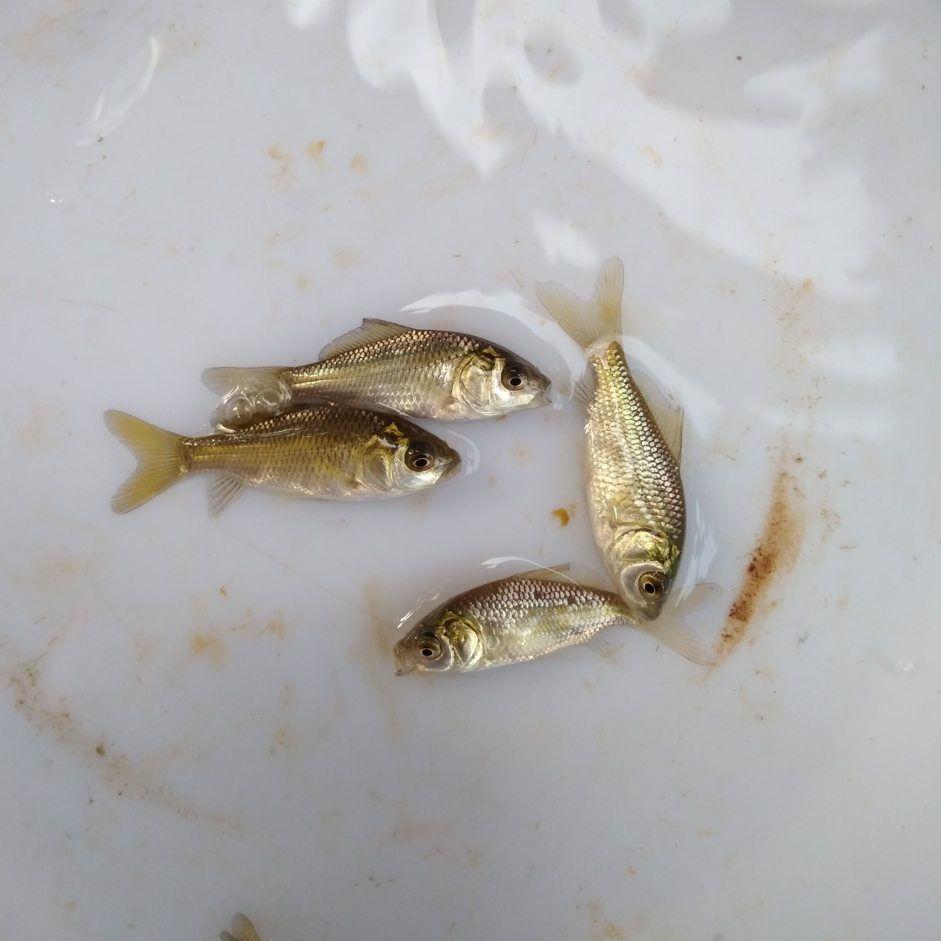 中科5号鲫 黄金鲫  鲤鲫 宠物活体水族活体观赏鱼