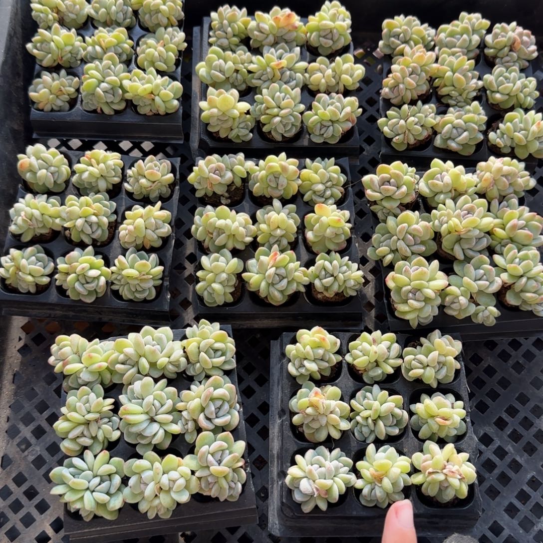 翡翠琥珀群9颗哈哈