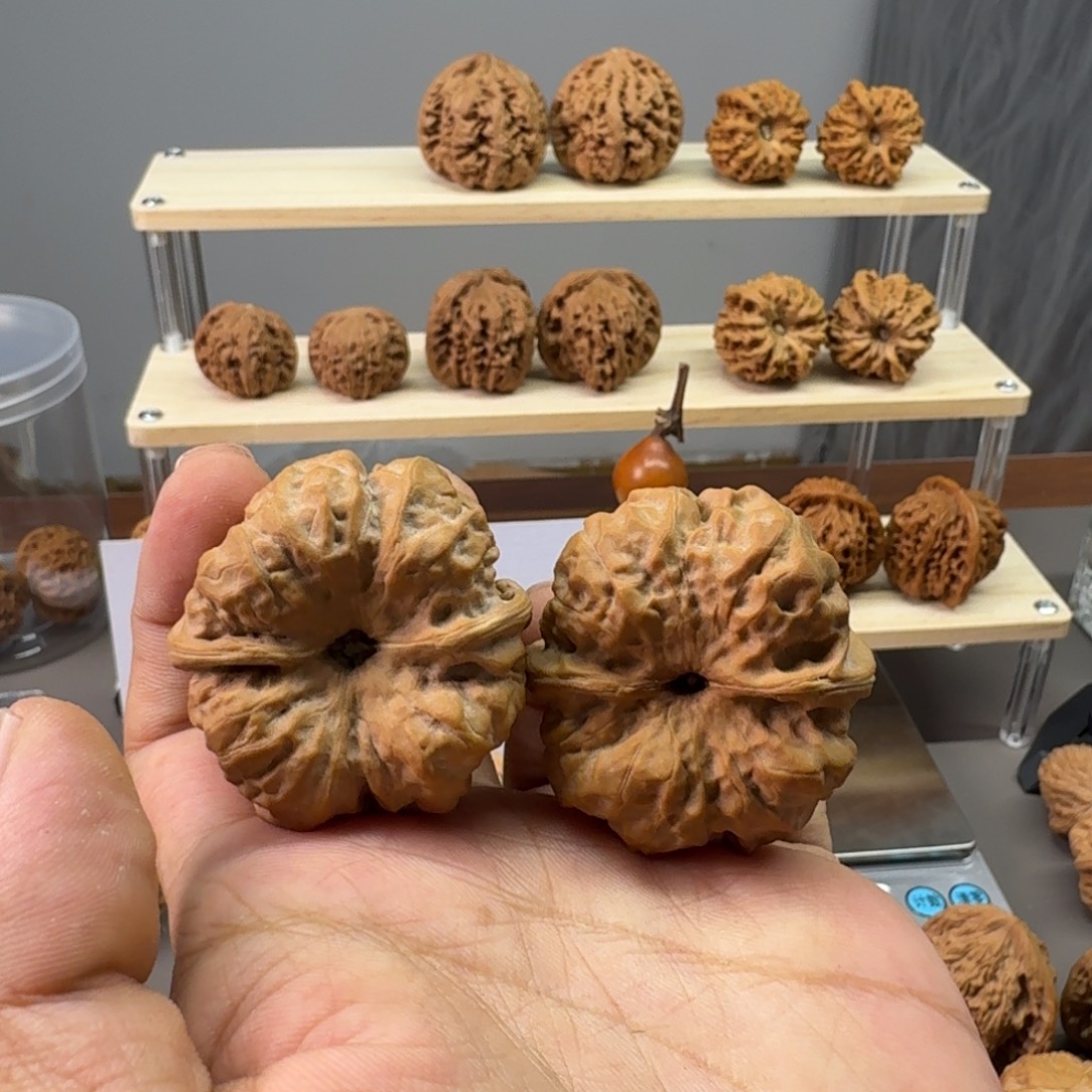 ****力肚41蛤蟆头修尖00000