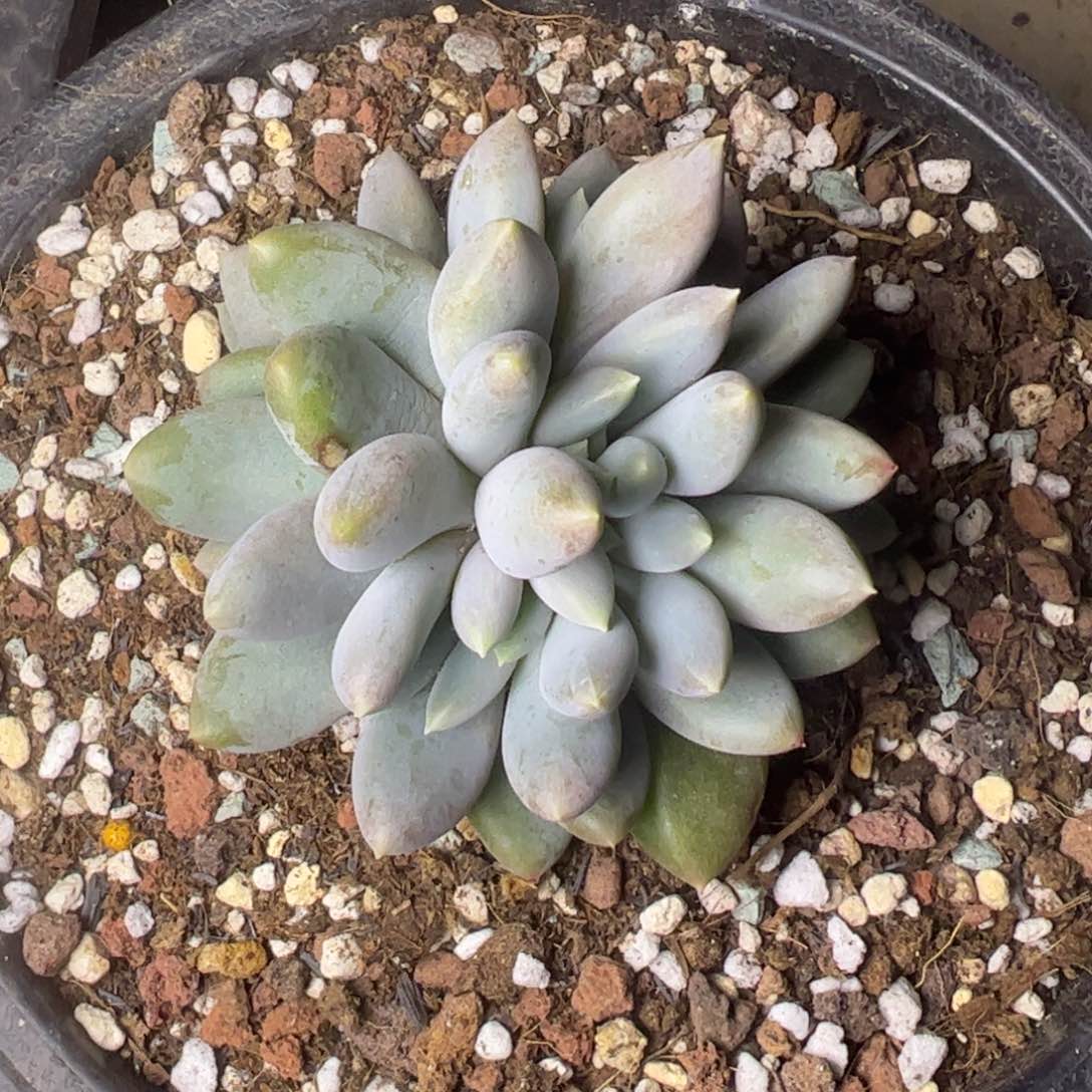 要***心哥特萝莉，一物一拍