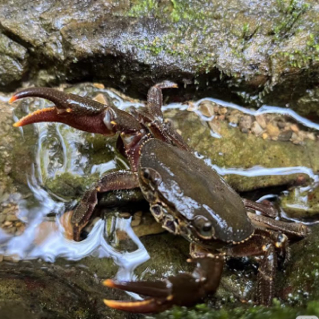 野生高山龙溪蟹（凶猛）可煲汤可当宠物精品包活螃蟹
