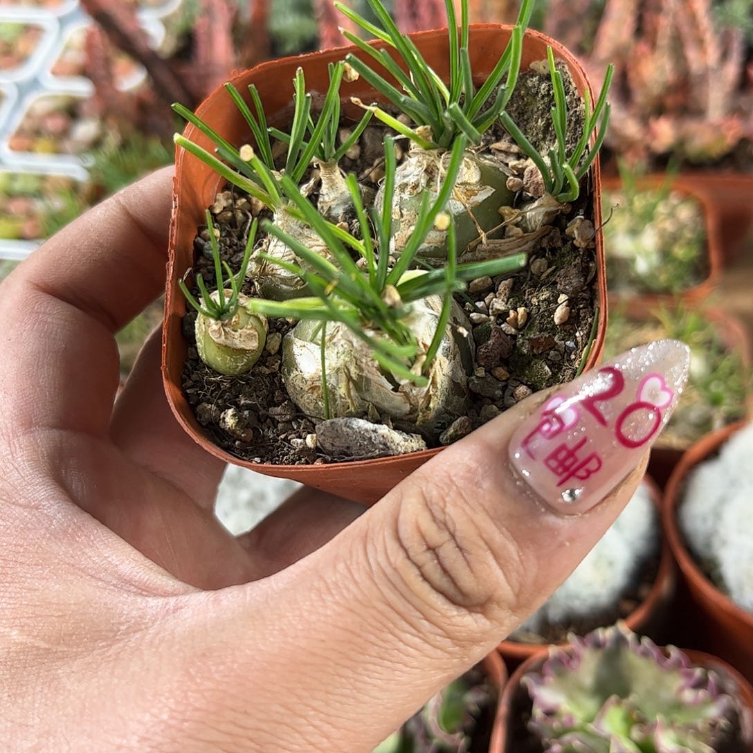 香水兰单头发货有根发货