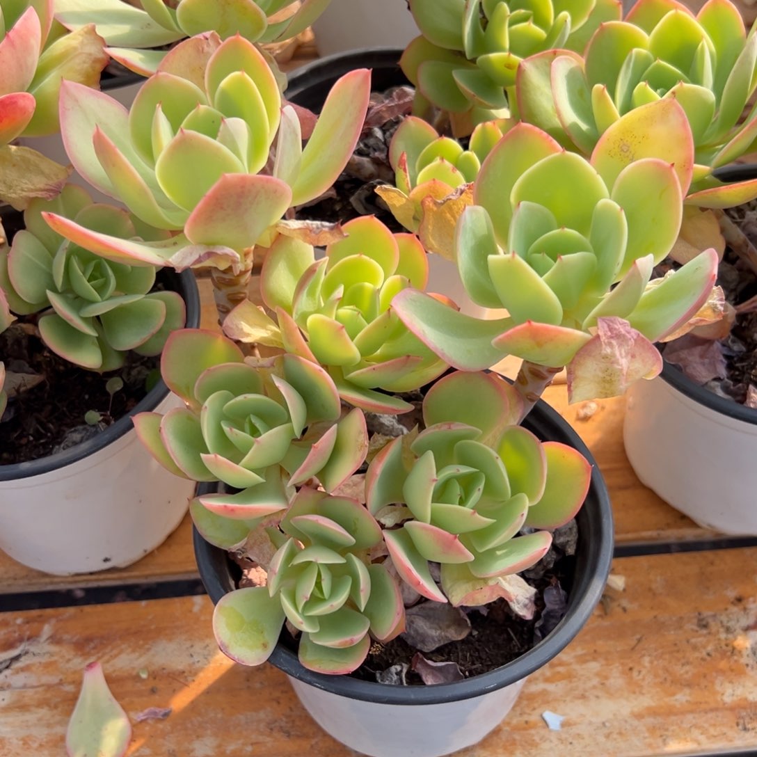 多肉植物多头碧桃