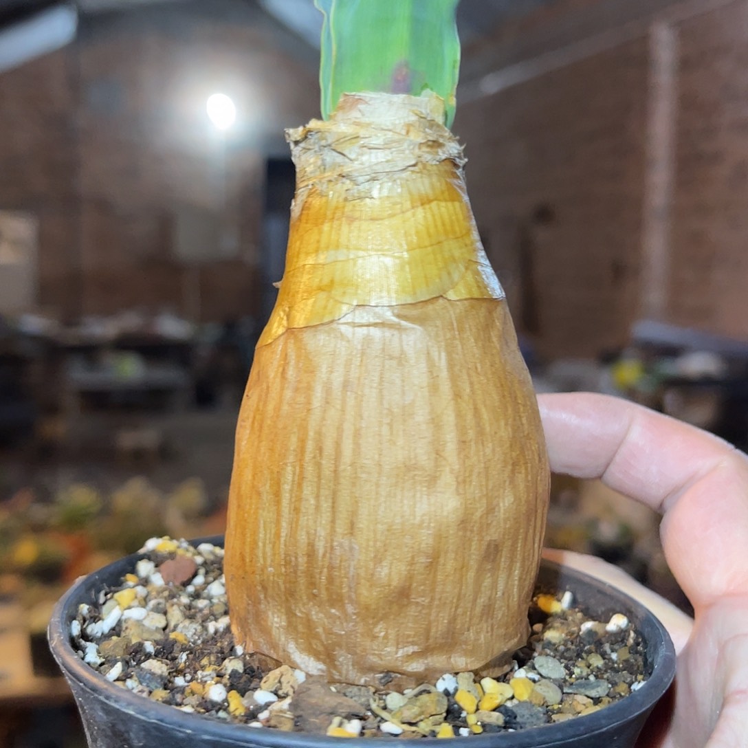 满38包邮2天凑单，脱土晾根发货多肉植物产地巨凤之卵