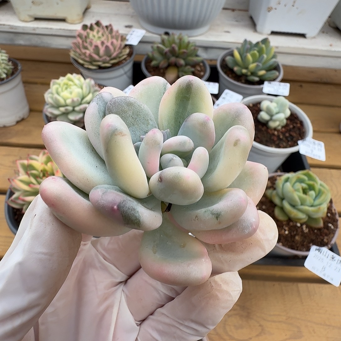 美人杂头盖1111223-92