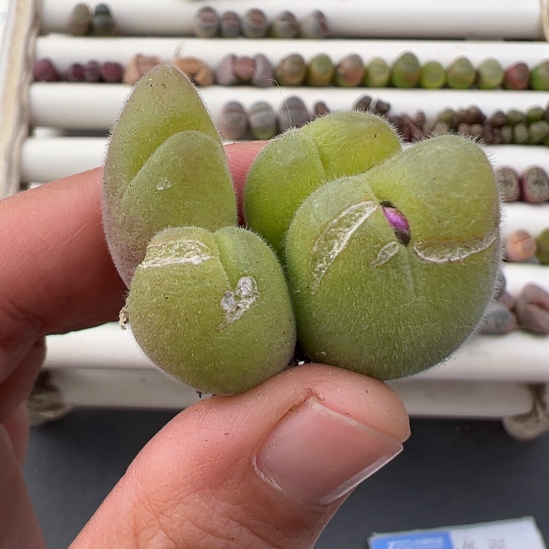 1.2好看的多肉脱土发货168