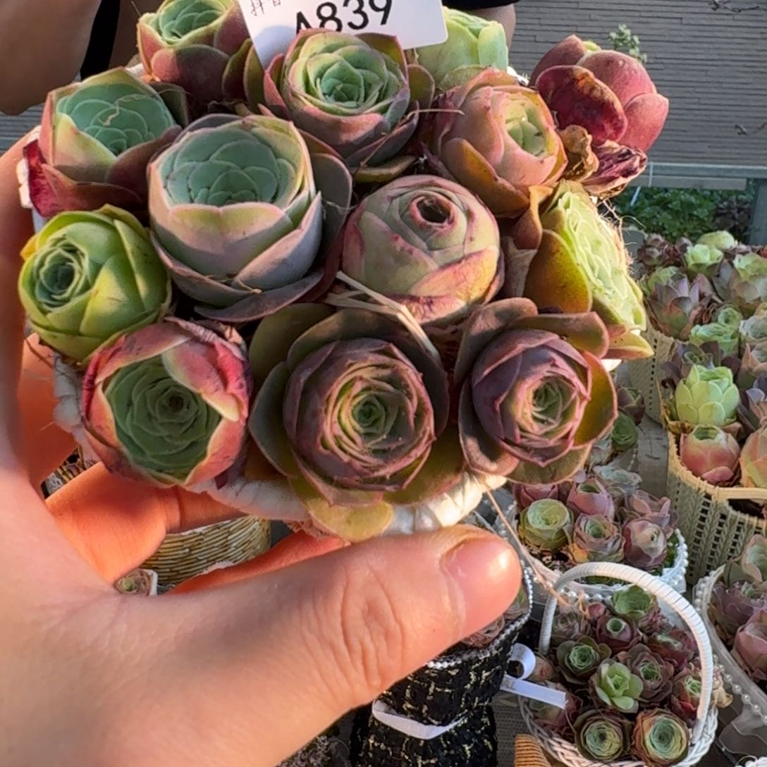A839 六角花篮玫瑰组合