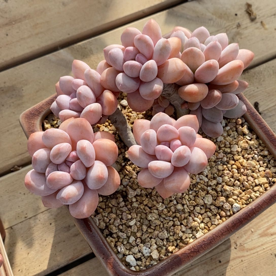 一物一拍多肉植物_香水5头8年桩