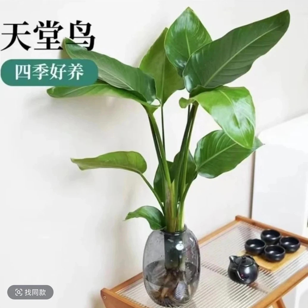 水培天堂鸟大肚瓶两株苗桌面盆栽40-50公分常青净化空气