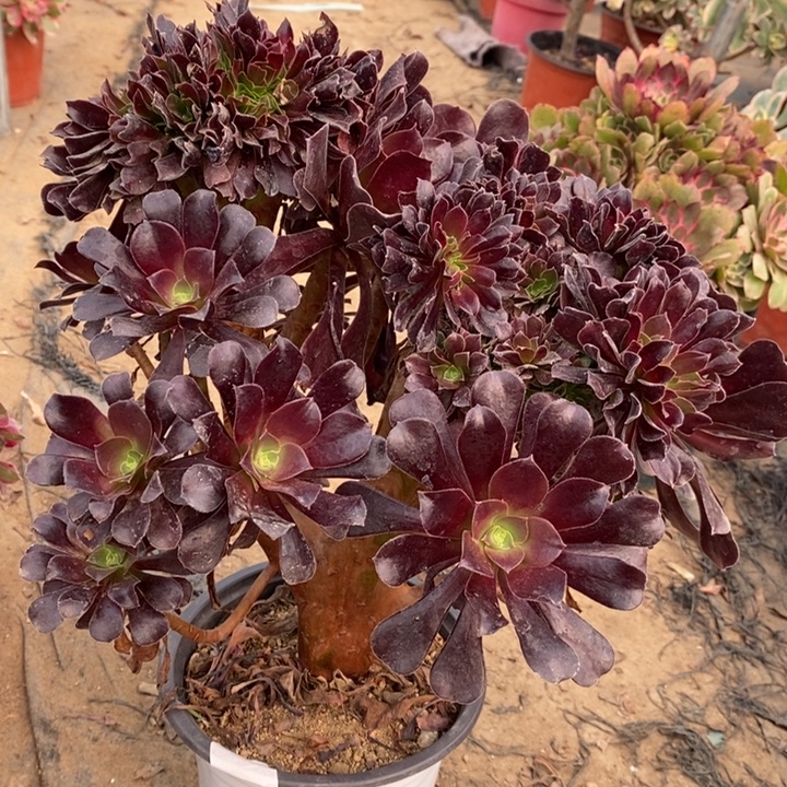 欧紫缀多肉植物85。 