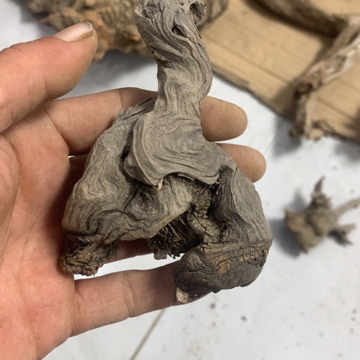 小***子无花朵今天晚上在学校吃饭