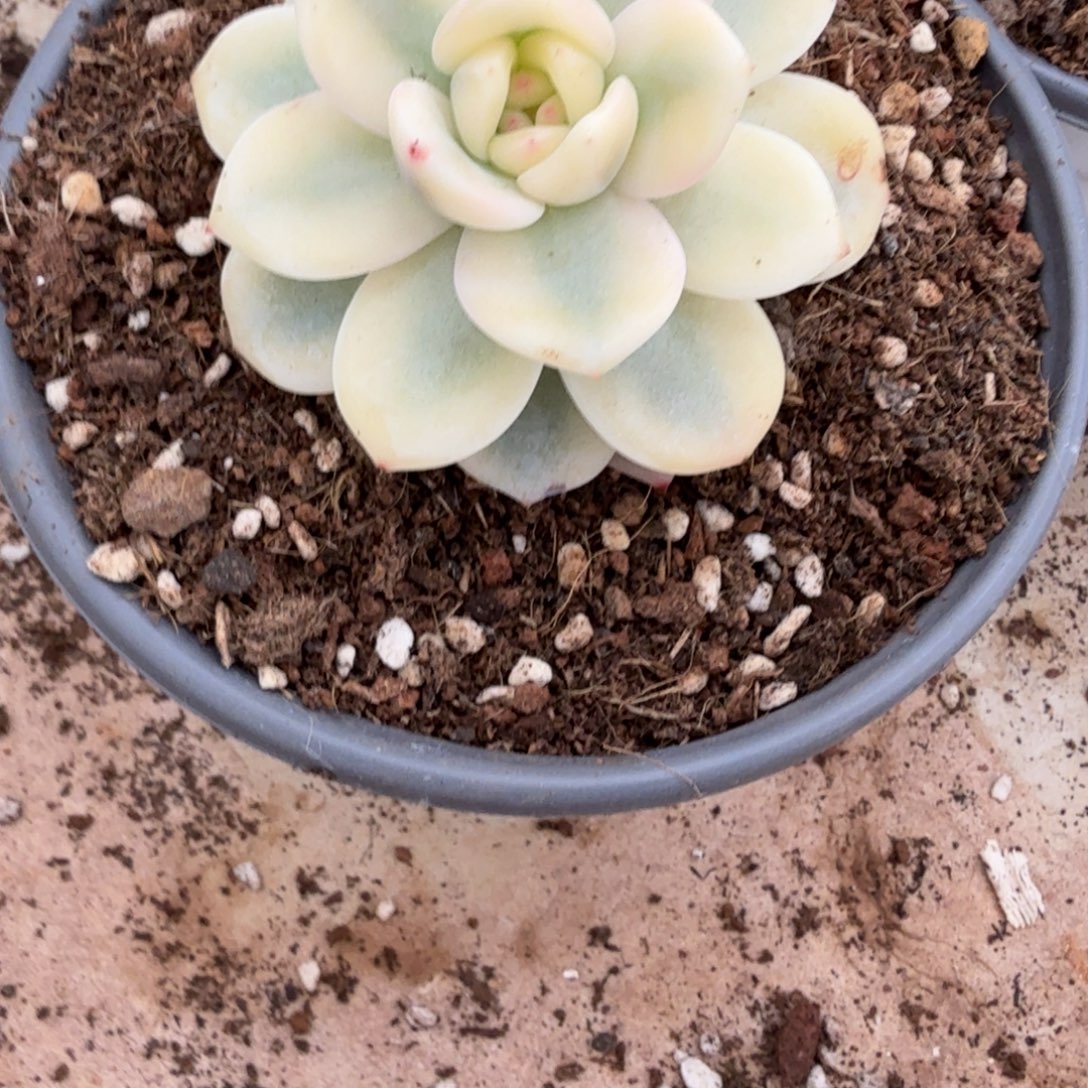 子***华发货多肉植物据了解