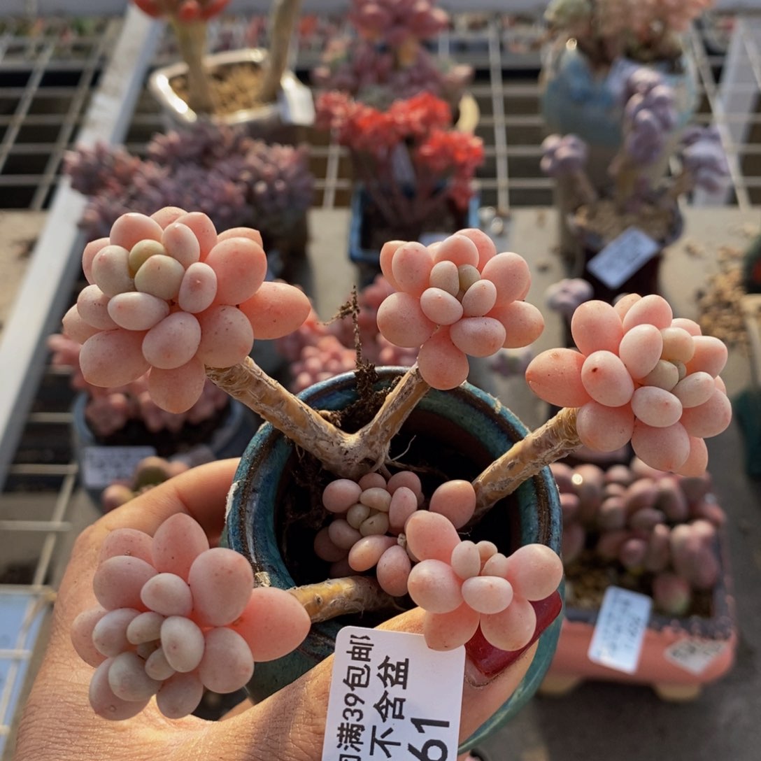 鱼子酱461/9cm多肉