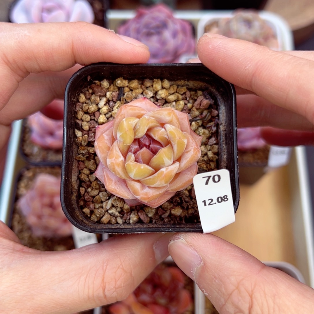 好好看70、哈哈哈哈哈