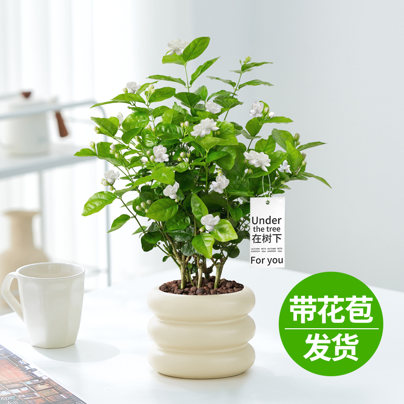 茉莉花盆栽带花苞室内外绿植开花驱蚊净化空气好养绿植