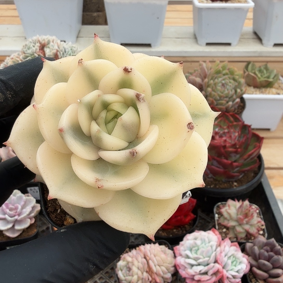 1224-23贝加尔湖锦